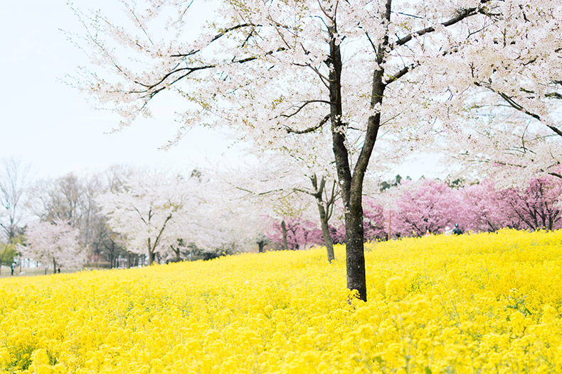 春天风景,春季风景,日本樱花,油菜花,自然风景,CC0,免费图片,