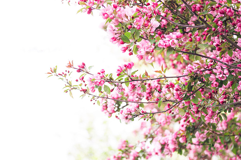 粉色樱花,粉色的花,春天,春季,花,CC0,免费图片,