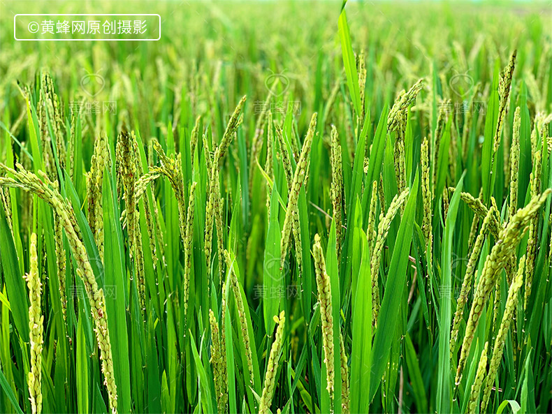 稻田,稻,农业,现代农业,水稻,农产品,