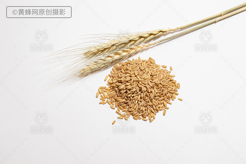 麦穗,麦穗图片,麦子,小麦,五谷,五谷杂粮,