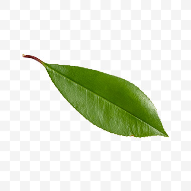 石楠叶子png免扣素材