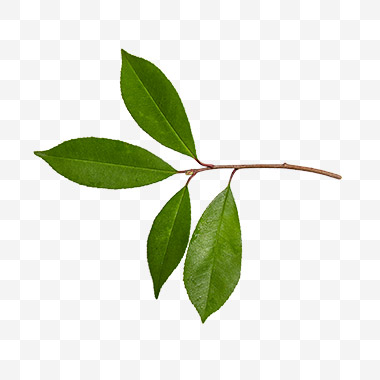 石楠叶子png免扣素材