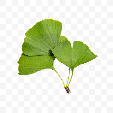 银杏叶png免扣素材