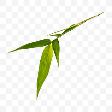 竹叶png免扣素材
