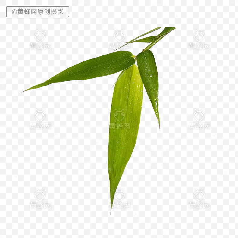 竹叶,竹叶png,植物叶子,绿色叶子,叶子,绿叶,png,免扣素材,