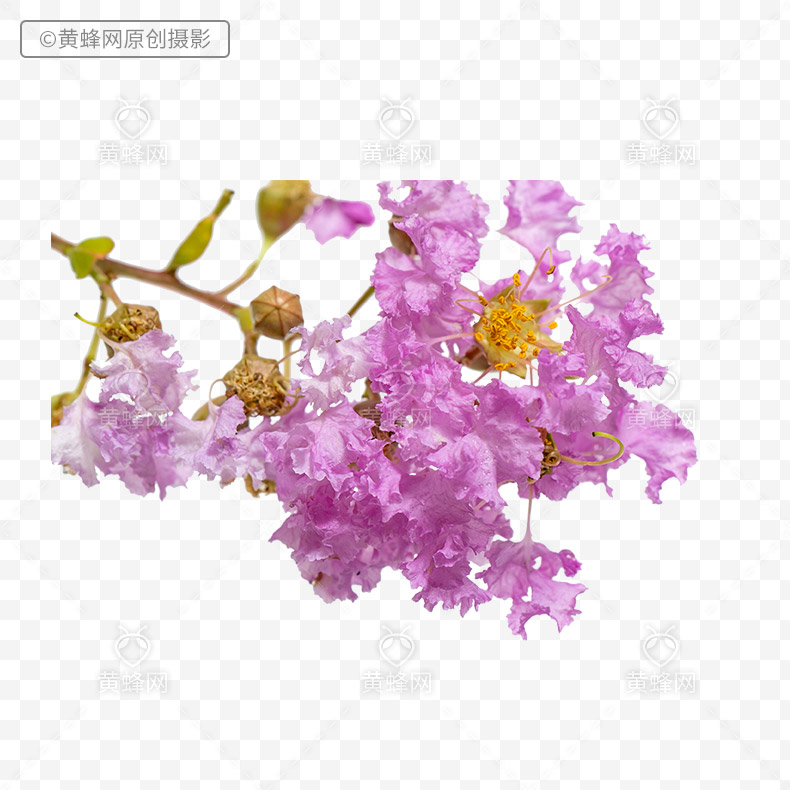 紫薇花png免扣素材 素材 黄蜂网woofeng Cn