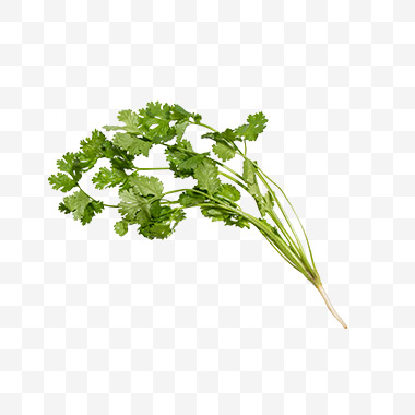 香菜png免扣素材