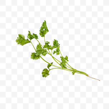 香菜png免扣素材