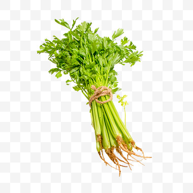 香菜png免扣素材
