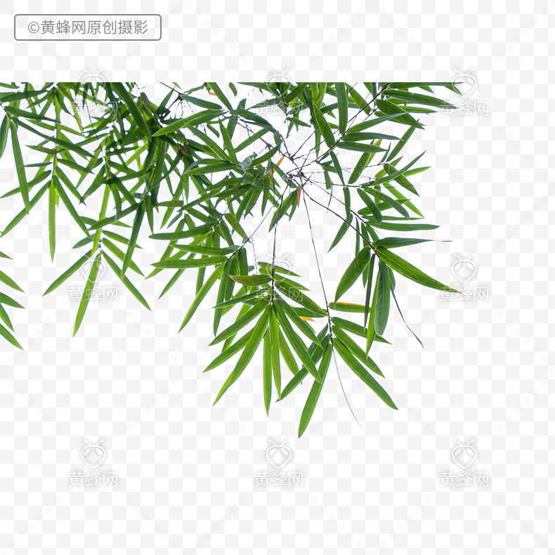 竹叶,竹叶png,植物叶子,绿色叶子,叶子,绿叶,png,免扣素材,