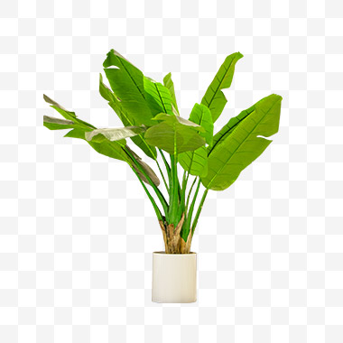 天堂鸟绿植png素材