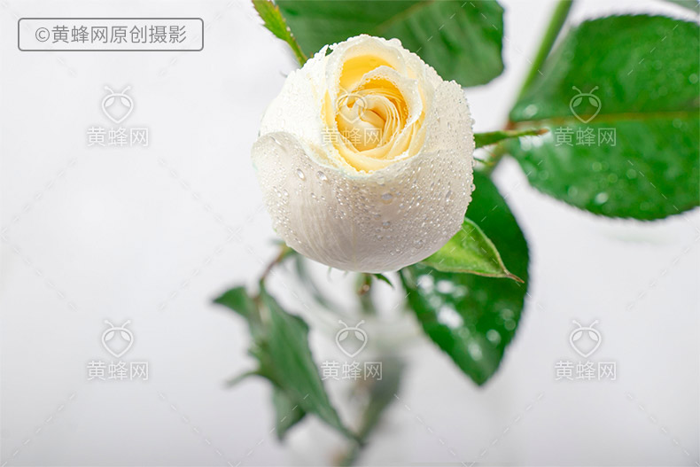 白玫瑰,白色玫瑰花,玫瑰花,玫瑰,花,漂亮的花,爱情,浪漫,