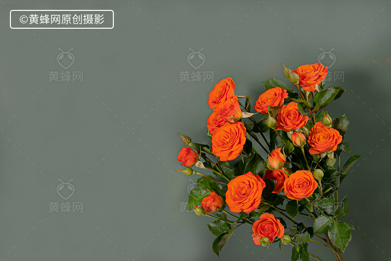 多头玫瑰花,玫瑰花,玫瑰,花,漂亮的花,