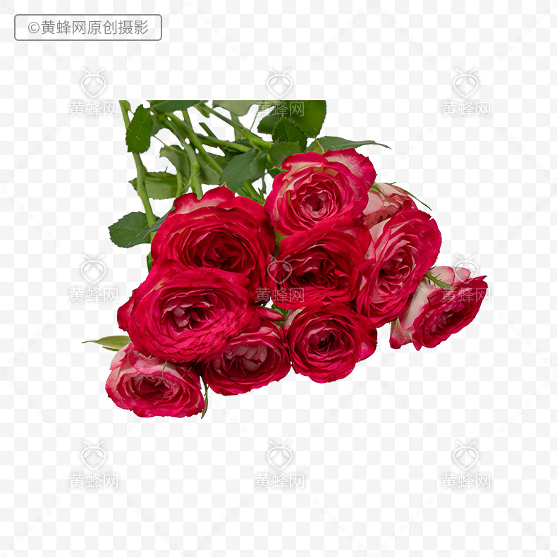 多头玫瑰花,玫瑰花,玫瑰,花,漂亮的花,png,免扣素材,