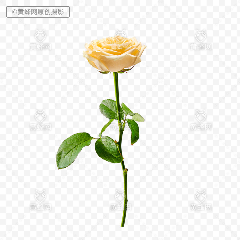 黄玫瑰,玫瑰花,玫瑰,花,png,免扣素材,