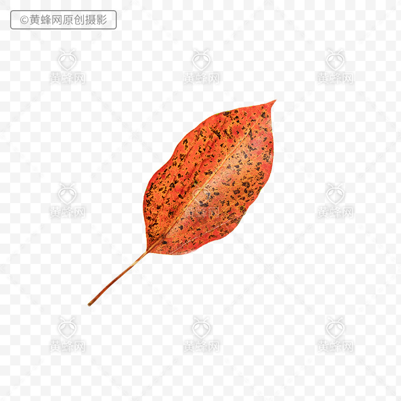 秋叶,秋天叶子,秋天树叶,秋天的叶子,叶子,png,免扣素材,