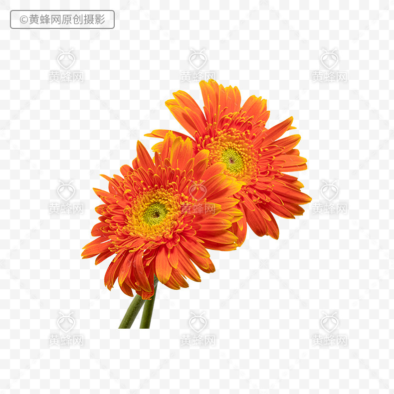 非洲菊png免扣素材 素材 黄蜂网woofeng Cn