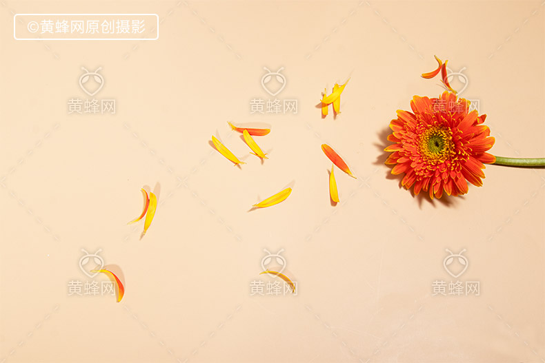 非洲菊,花,橘色的花,