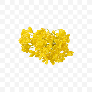 桂花png免扣素材