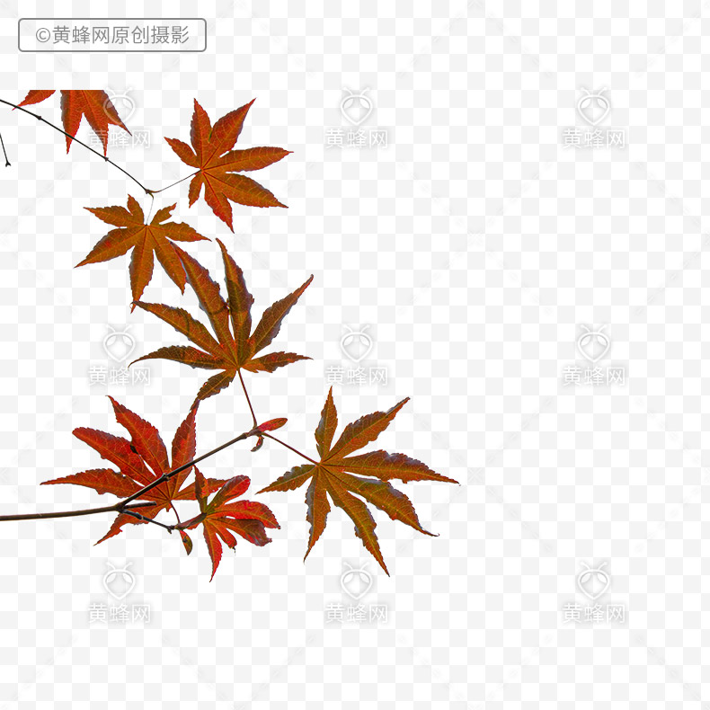 枫叶,秋天枫叶,树叶,叶子,秋季,深秋,秋天树叶,png,免扣素材,