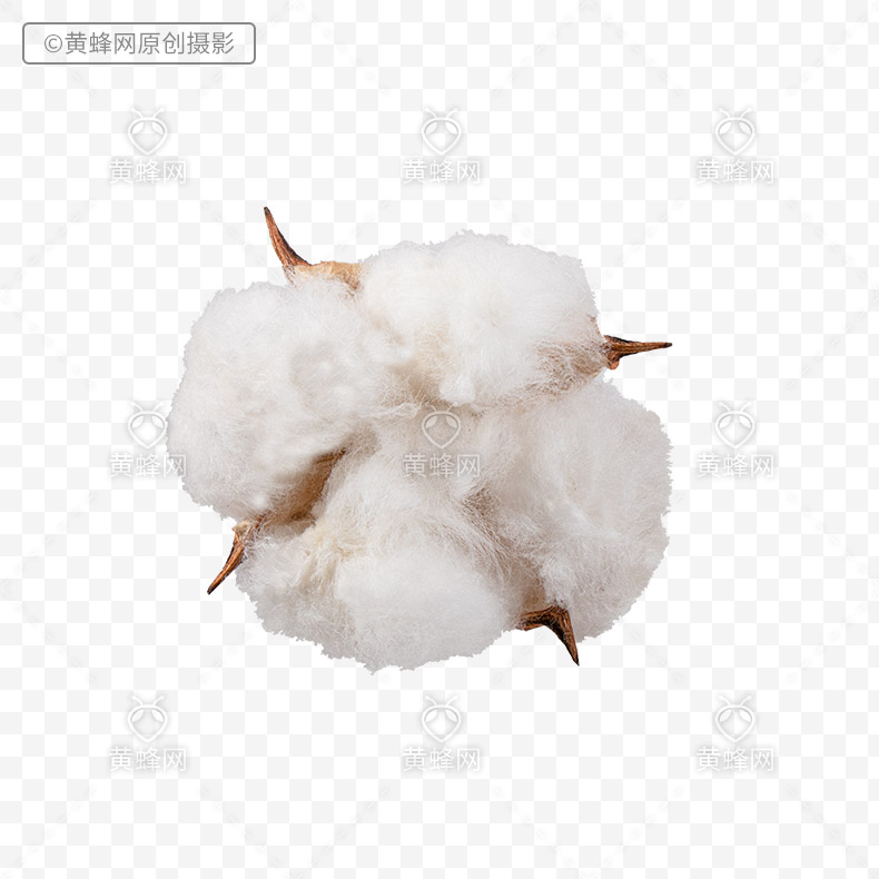 棉花,棉纤维,棉花纤维,白棉花,棉花png,png,免扣素材,