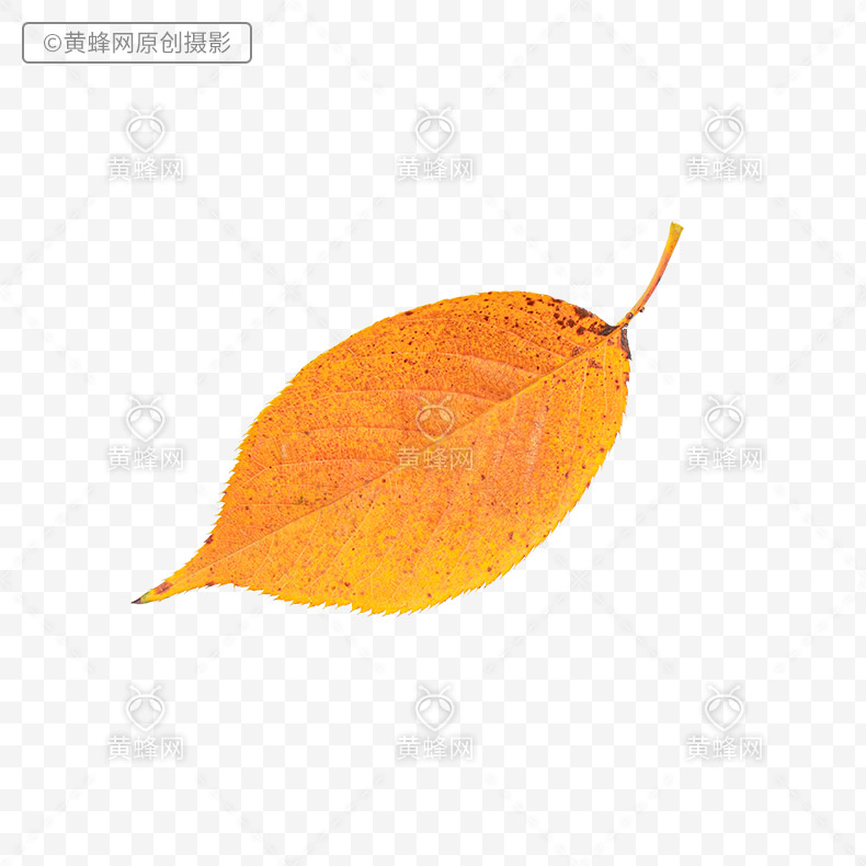 秋叶,秋天叶子,秋天树叶,秋天的叶子,叶子,png,免扣素材,