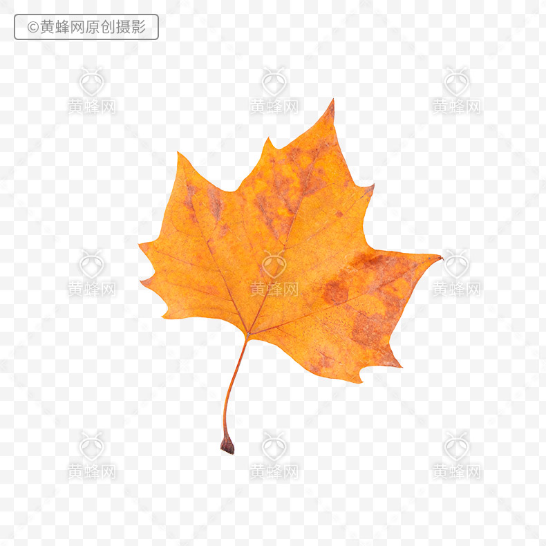秋叶,秋天叶子,秋天树叶,秋天的叶子,叶子,梧桐树叶子,png,免扣素材,