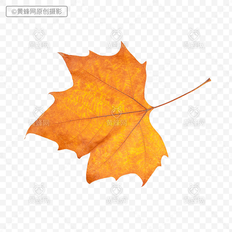 秋叶,秋天叶子,秋天树叶,秋天的叶子,梧桐树叶子,叶子,png,免扣素材,