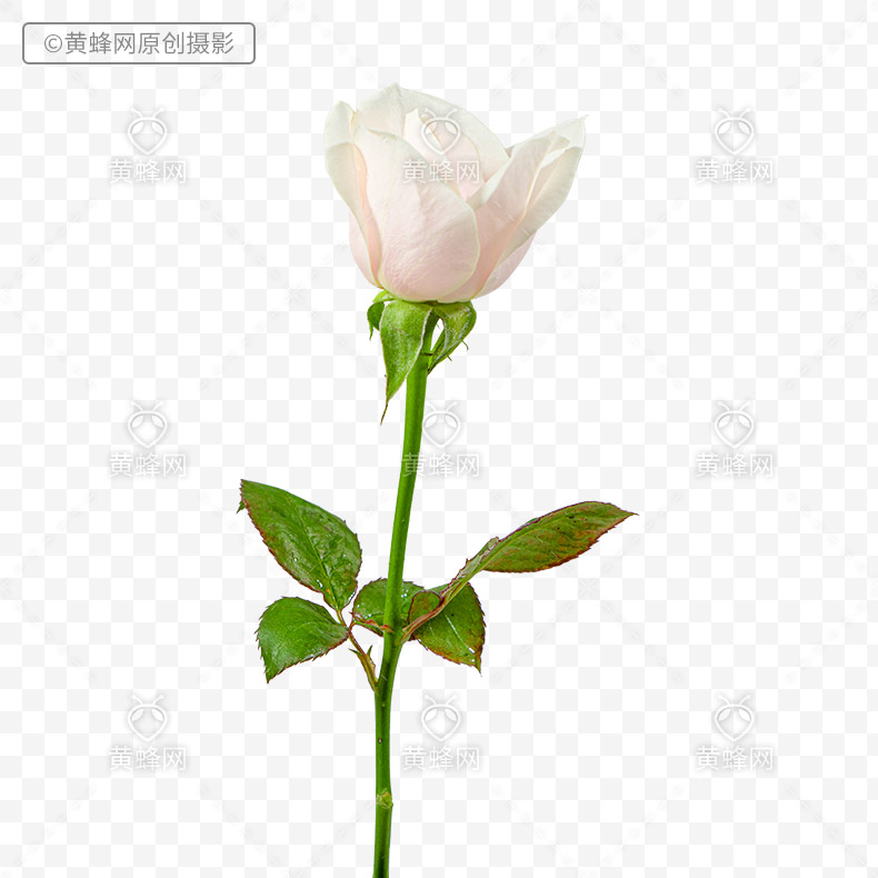 白玫瑰,白色玫瑰花,玫瑰花,玫瑰,花,漂亮的花,爱情,浪漫,png,免扣素材,