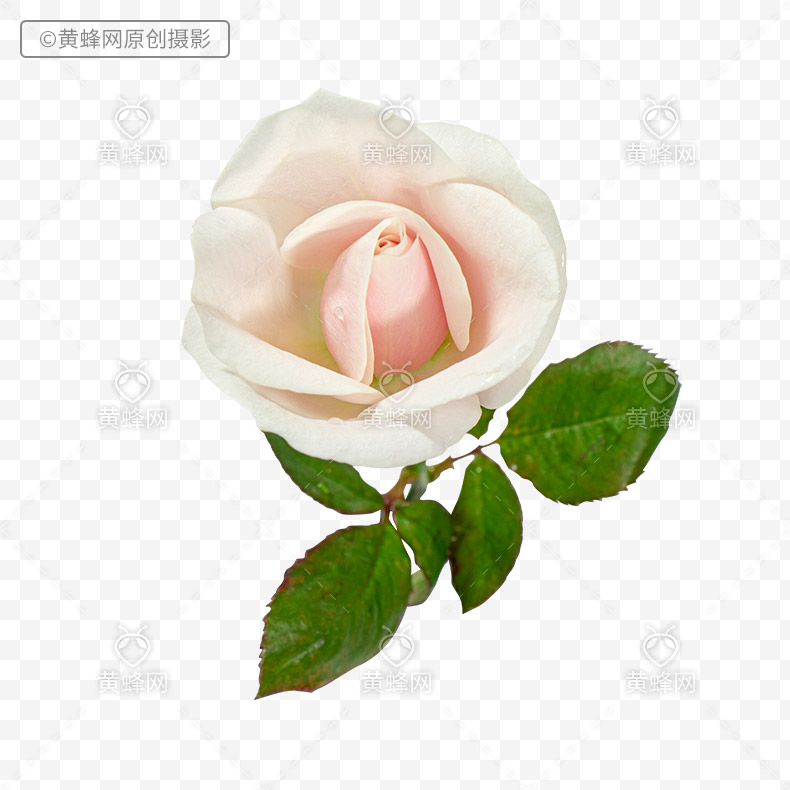 白玫瑰,白色玫瑰花,玫瑰花,玫瑰,花,漂亮的花,爱情,浪漫,png,免扣素材,