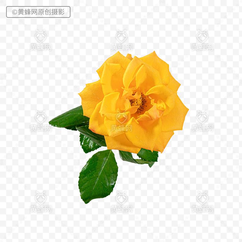 黄玫瑰,玫瑰花,玫瑰,花,png,免扣素材,