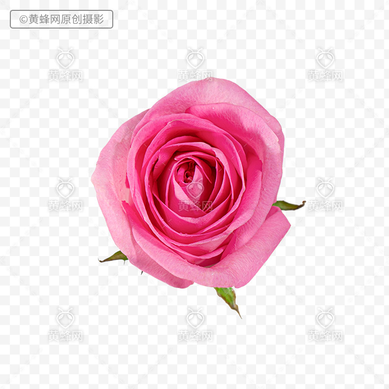 粉色玫瑰,粉色玫瑰花,玫瑰花,玫瑰,花,漂亮的花,爱情,浪漫,png,免扣素材,