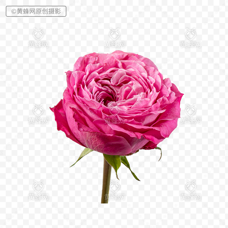 粉色玫瑰,粉色玫瑰花,玫瑰花,玫瑰,花,漂亮的花,爱情,浪漫,png,免扣素材,