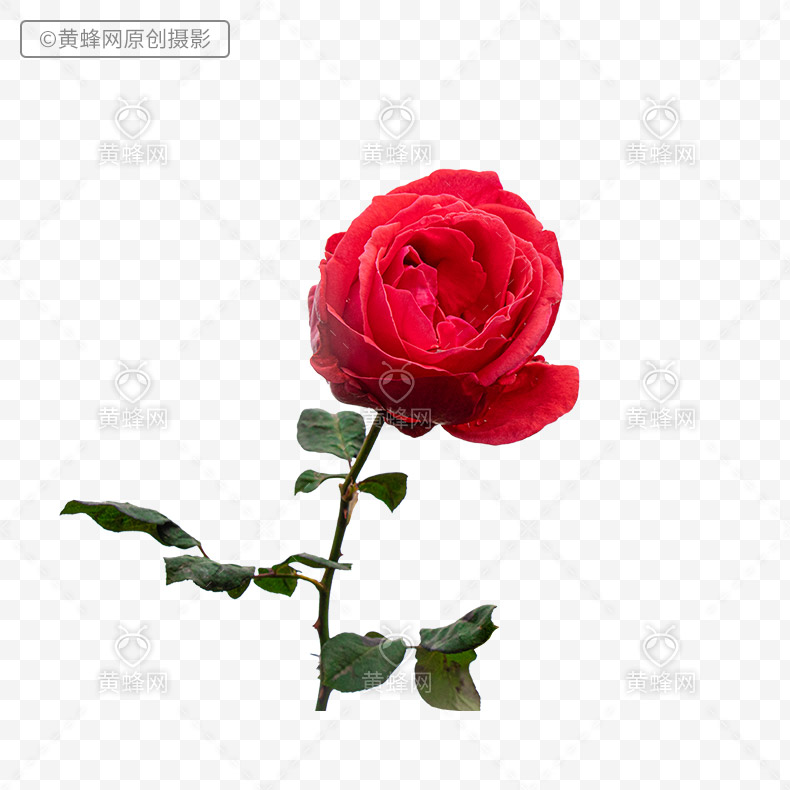 红玫瑰,红色玫瑰花,玫瑰花,玫瑰,花,漂亮的花,爱情,浪漫,png,免扣素材,