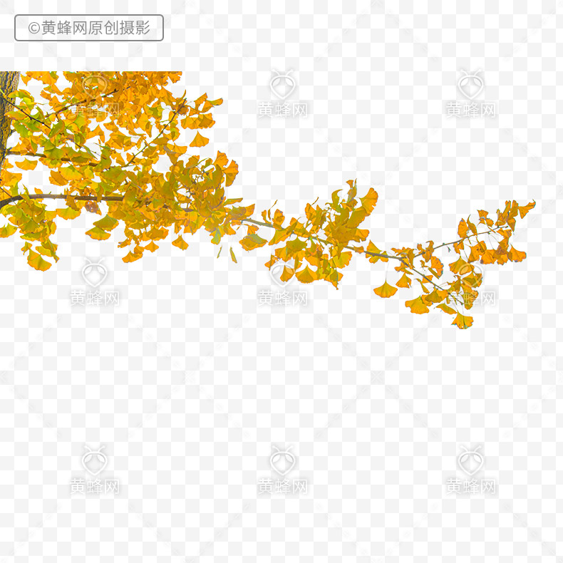 秋天叶子,秋天前景叶子,秋天树叶,秋叶,秋季树叶,秋季,银杏叶,png,免扣素材,