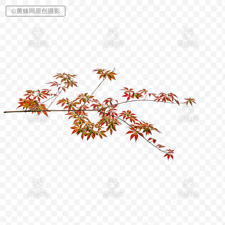 秋天叶子,秋天前景叶子,秋天树叶,秋叶,秋季树叶,秋季,红枫叶,png,免扣素材,