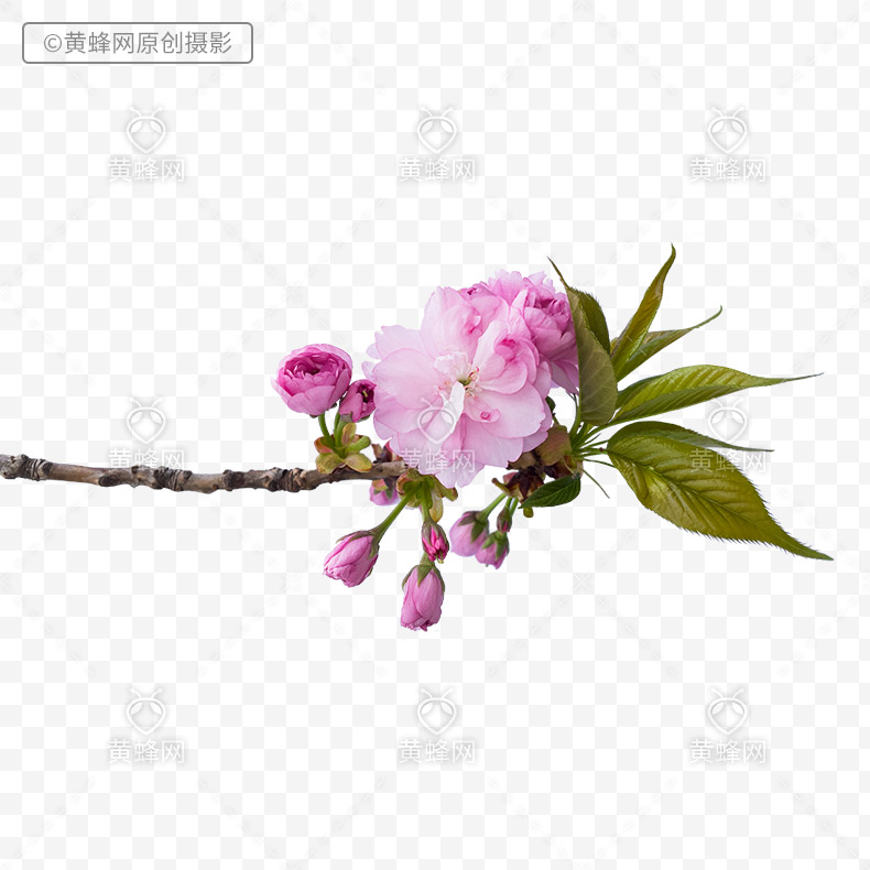 樱花,花,春天的花,粉色的花,粉色樱花,png,免扣素材,