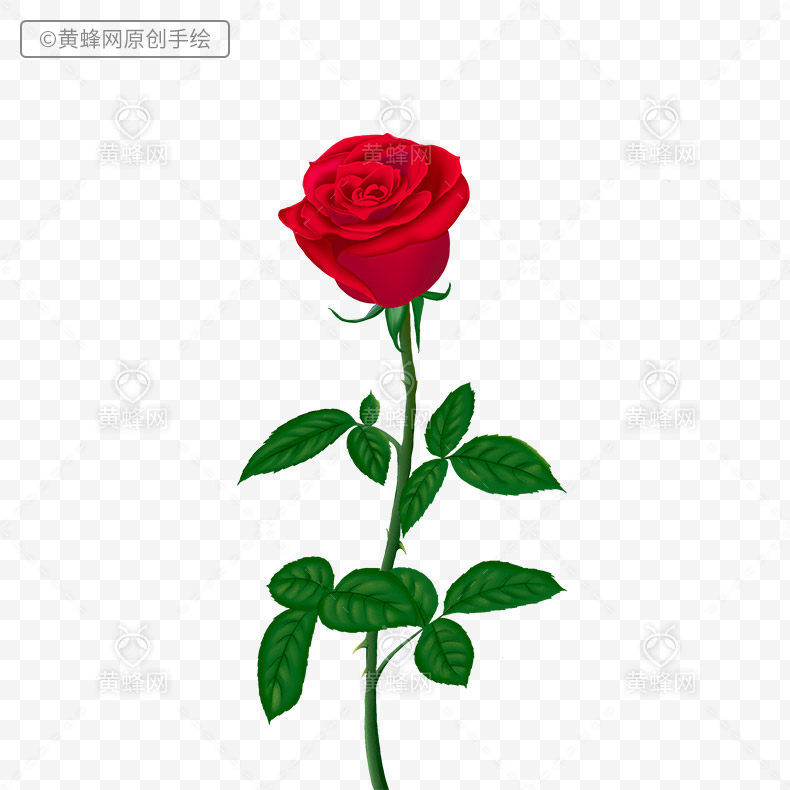 红玫瑰花,手绘红玫瑰花,手绘玫瑰花,玫瑰,红玫瑰,红色玫瑰花,花,png,免扣素材,