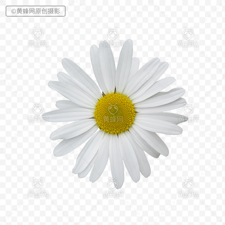 洋甘菊,洋甘菊花,花,白色的花,漂亮的花,png,免扣素材,