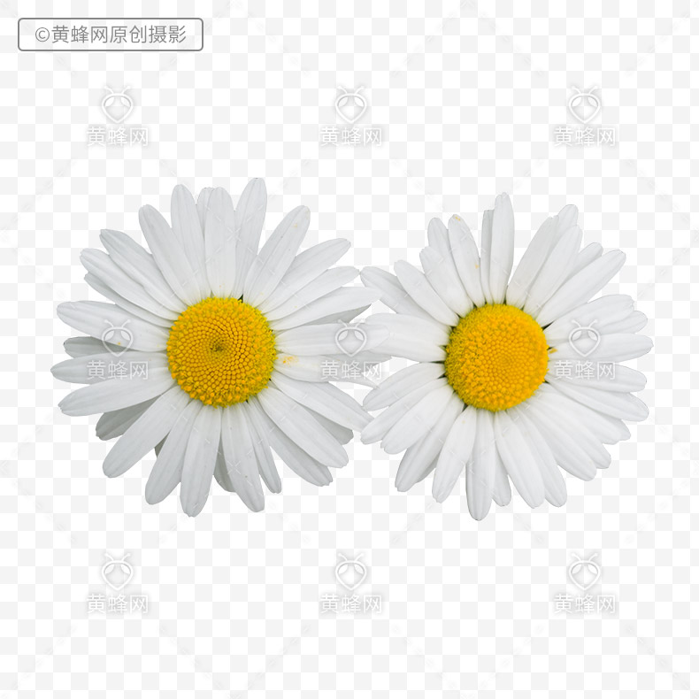 洋甘菊,洋甘菊花,花,白色的花,漂亮的花,png,免扣素材,