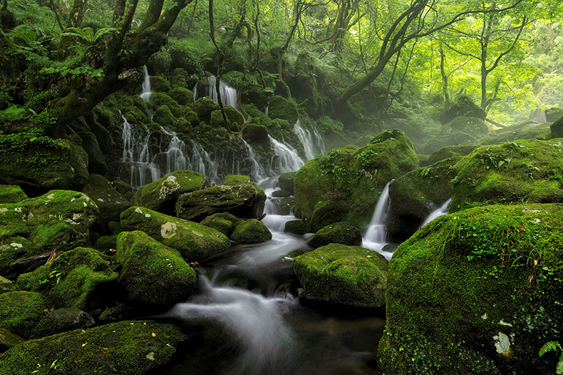 绿色丛林,原始森林,小溪,河流,瀑布,青苔,自然风景,环保,环境,自然风光,CC0,免费图片,