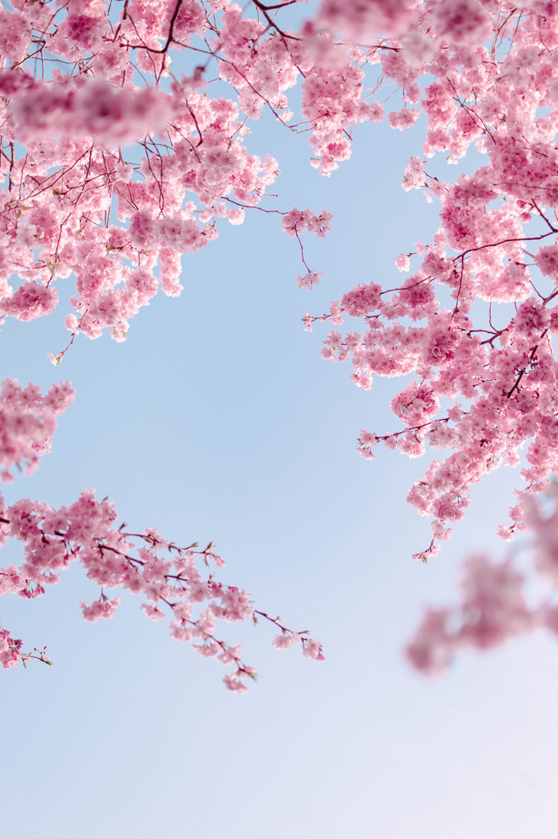 粉色樱花,粉色的花,春天,春季,花,CC0,免费图片,