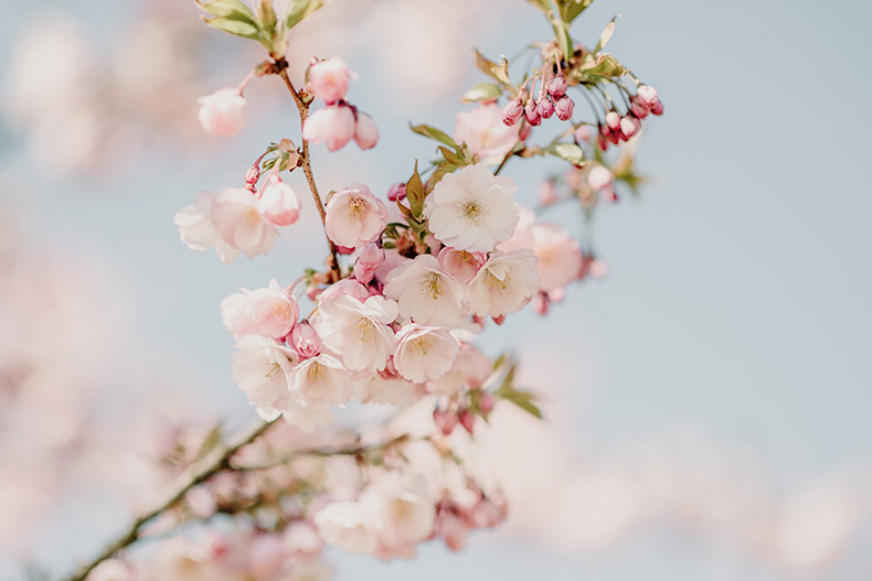 粉色樱花,樱花,樱花背景,粉色的花,春天,春季,春天的花,CC0,免费图片,