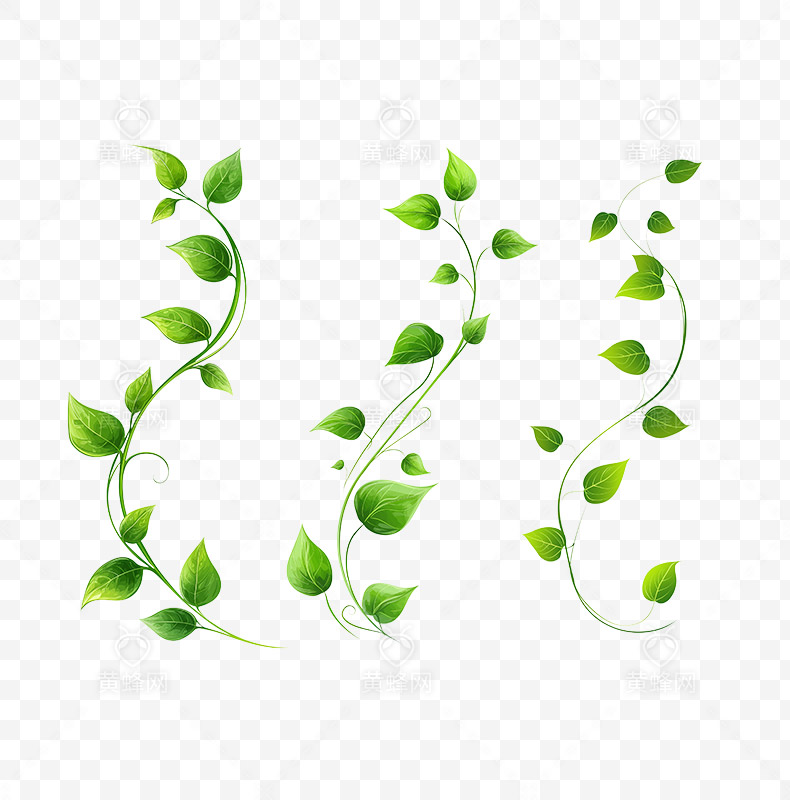 藤蔓,绿色藤蔓,植物藤蔓